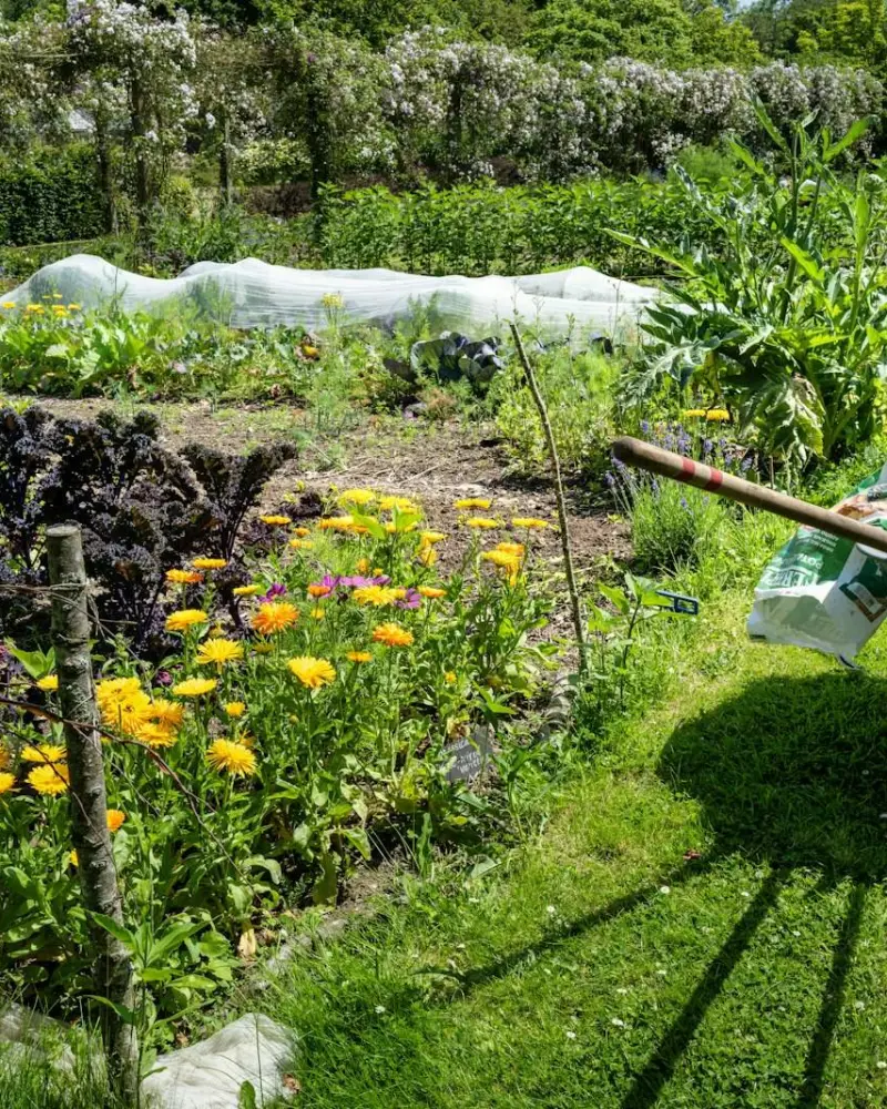 A lush garden with flowers