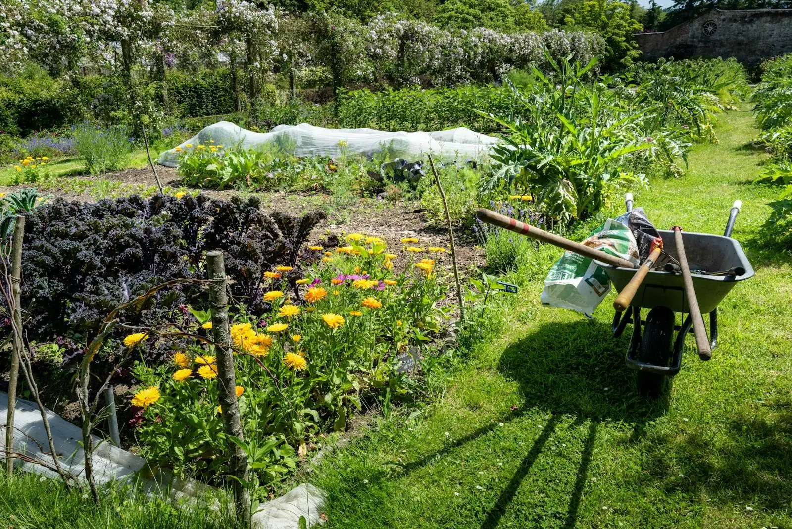 A lush garden with flowers