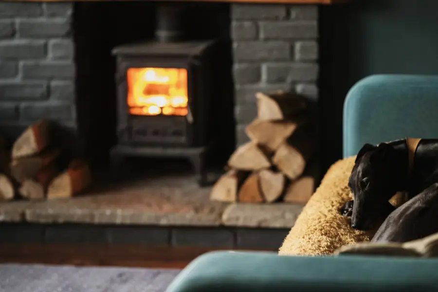 Black dog sleeping on a sofa